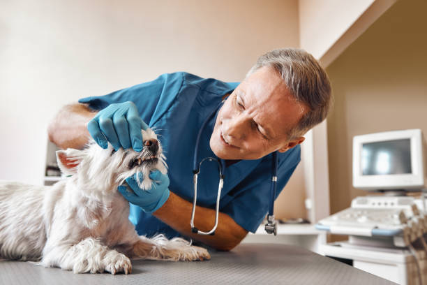 Best 24-Hour Emergency Dentist in Belle Mead, NJ